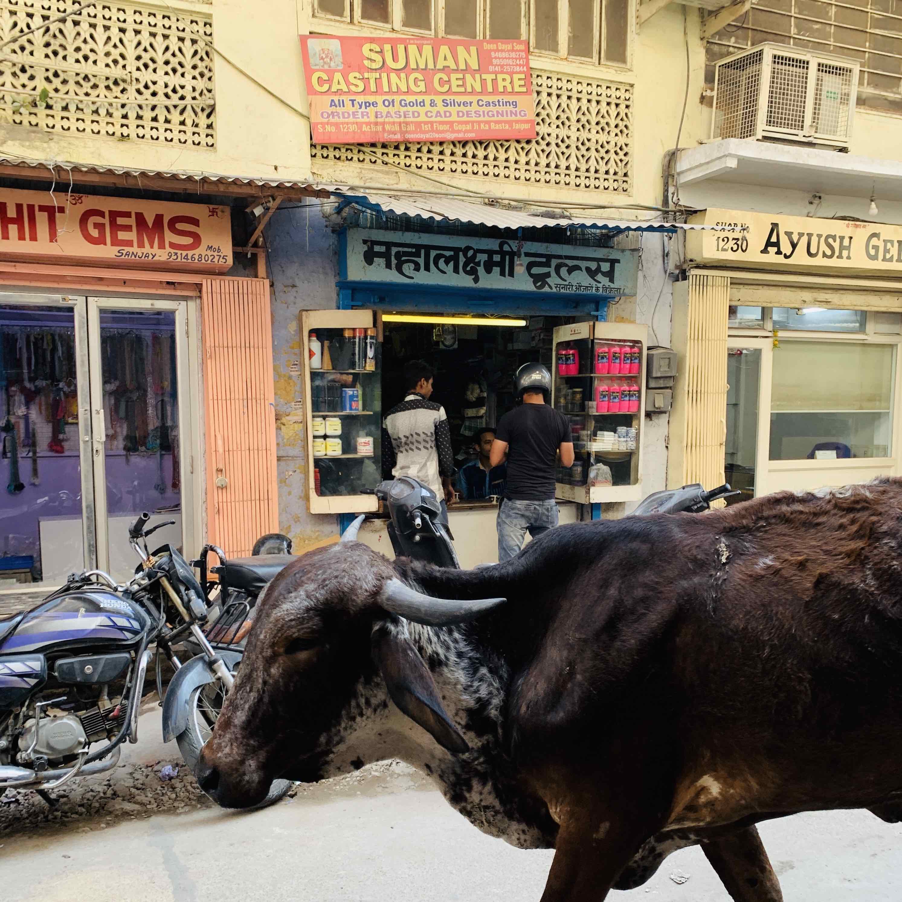vache Jaipur