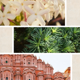 SANTAL EAU DE PARFUM – JAIPUR – 100 ml